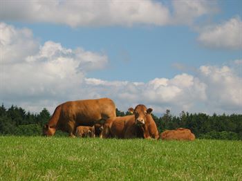Kødkvæg Opti, 10 kg